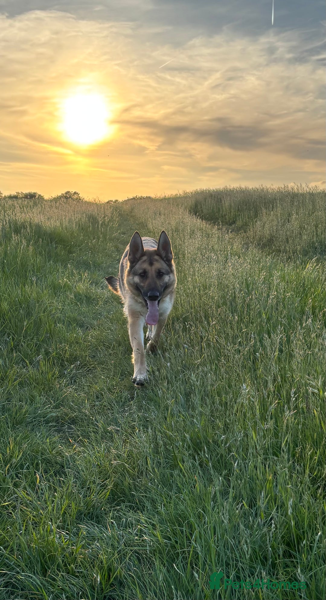 German Shepherd dogs for sale: Nova, German Shepherd Bitch. - Image 6