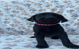 Labrador Retriever dogs for sale: **PEDIGREE, KC REGISTERED AND HIP SCORED** - Image 5