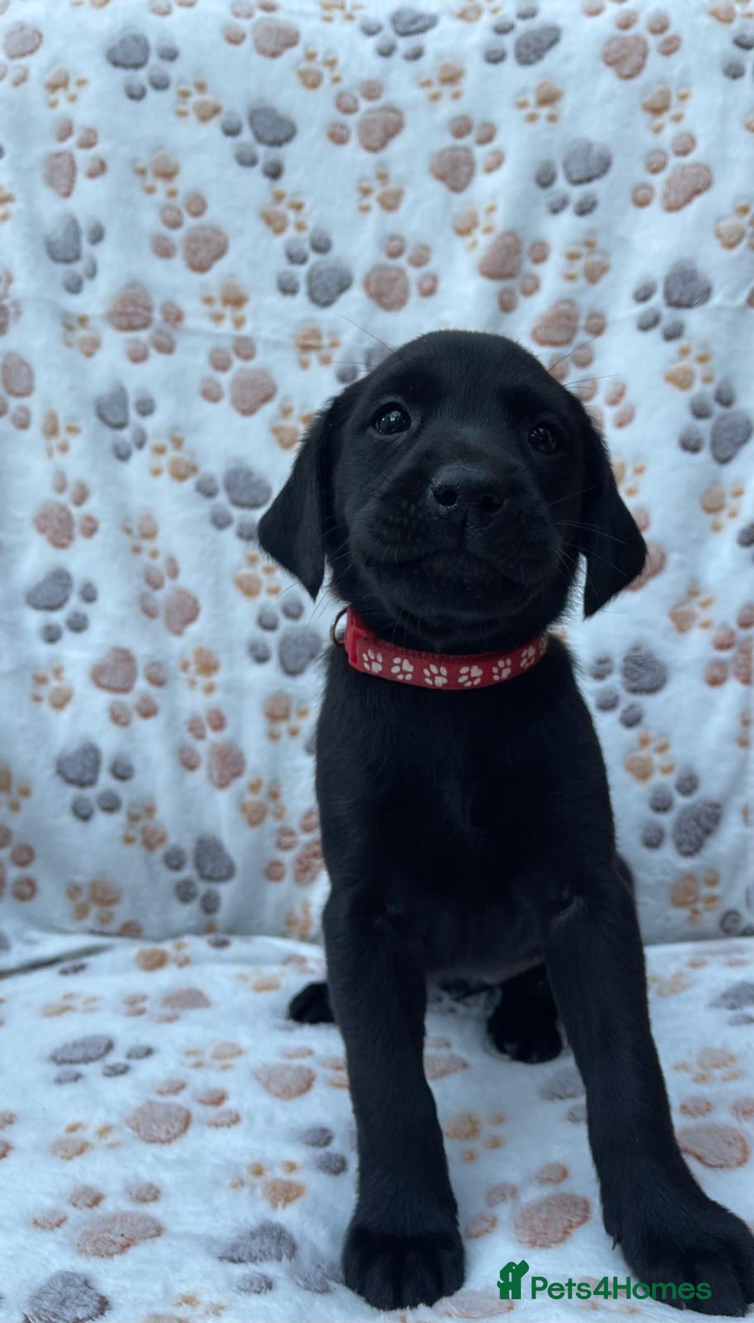 Labrador Retriever dogs for sale: **PEDIGREE, KC REGISTERED AND HIP SCORED** - Image 5