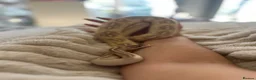 Mixed Breed reptiles for sale: Multiple reptiles for rehome in Solihull - Advert 6