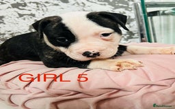 American Bulldog dogs for sale: American Bulldog pups - Image 4