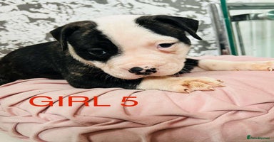 American Bulldog dogs - Advert 12