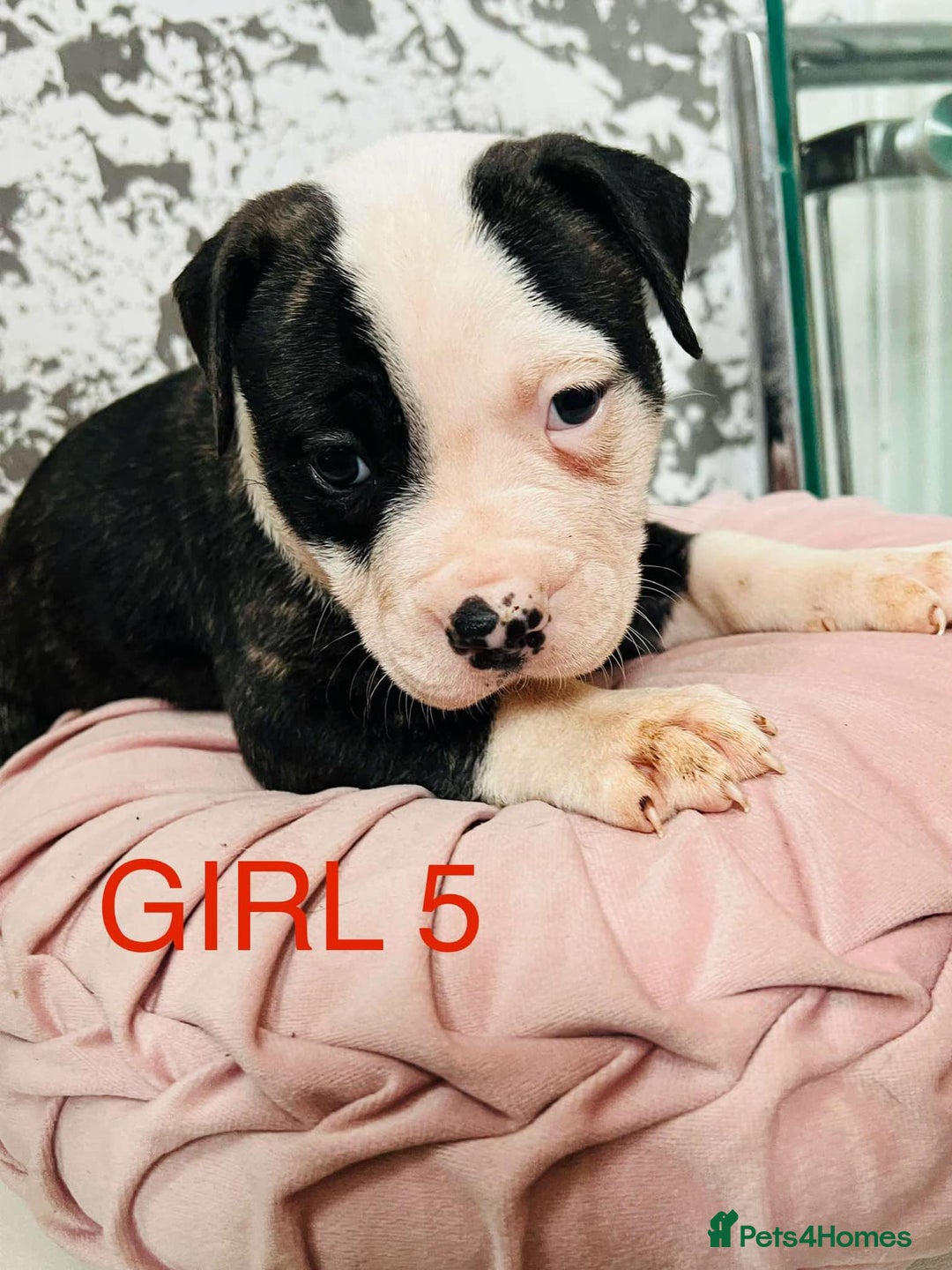 American Bulldog dogs for sale: American Bulldog pups - Image 4