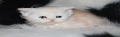 Scottish Fold Kitten 8
