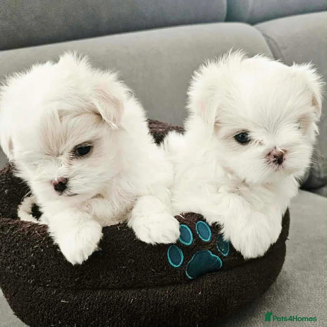 Maltese dogs for sale: Korean Line Maltese Puppy's  in Birmingham - Advert 2