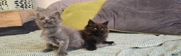 Maine Coon cats for sale: Maine coon girls - Advert 7