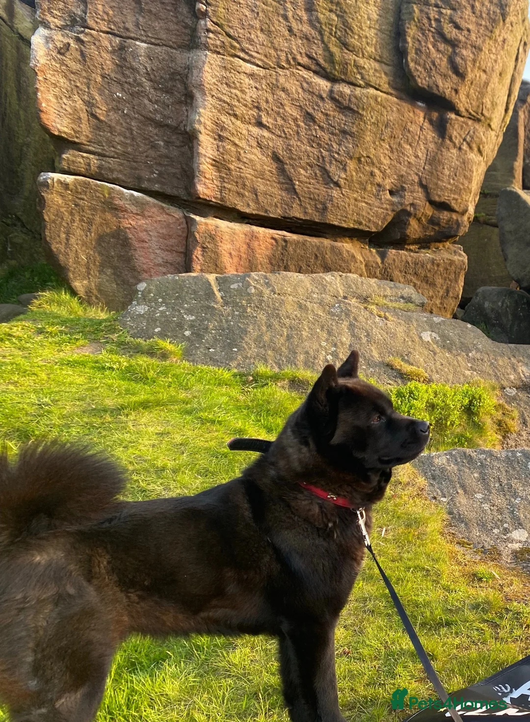 Mixed Breed dogs for sale: 🐾 URGENT – LOVING FOREVER HOME NEEDED FOR LADY ❤️ in Keighley - Advert 6