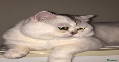 British Shorthair cats in Alton - Advert 1