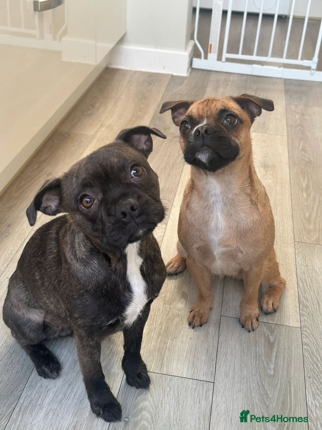 Mixed Breed dogs for sale: Special home wanted for young Frenchton Girl - Advert 5