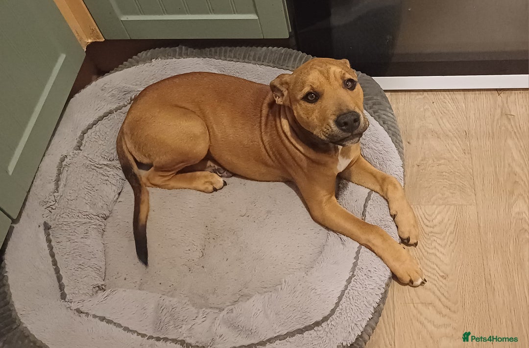 Mixed Breed dogs for sale: Fido the family dog - Image 1