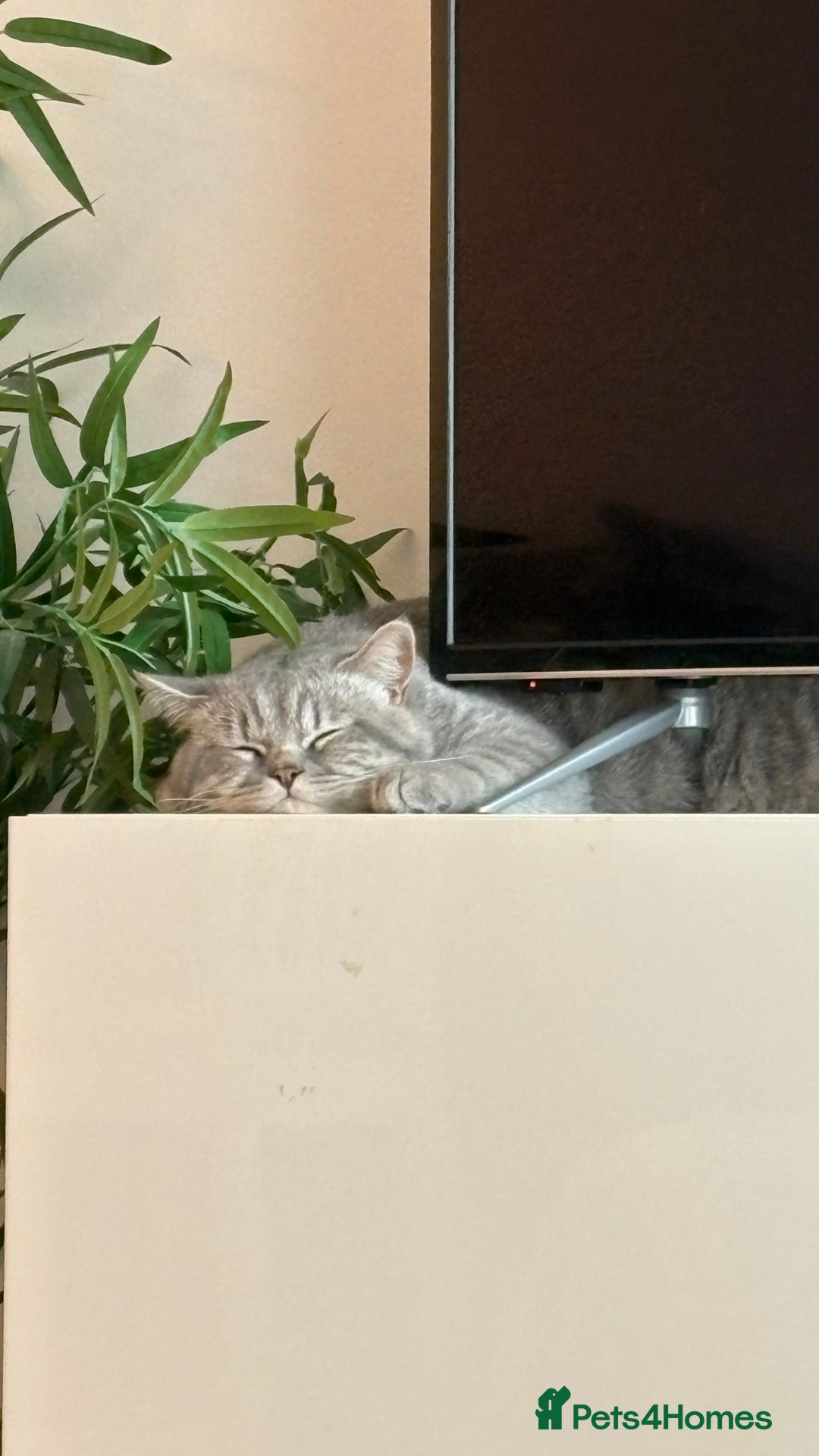 British Shorthair cats for sale: Male BSH 1 Year Old  - Advert 5