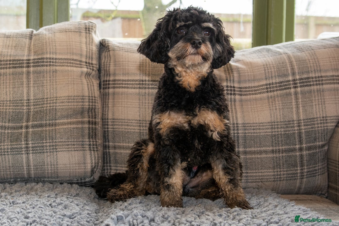 Cavapoo dogs for sale: 1 year old cavapoo  - Advert 6