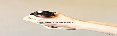 Rawspirit Won a Life 
