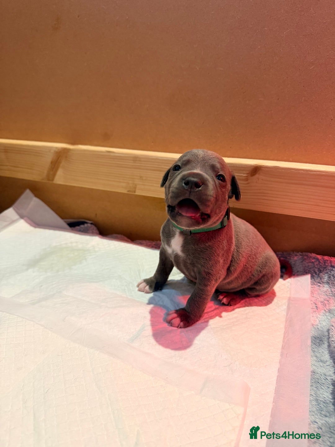 Staffordshire Bull Terrier dogs for sale: 💙Blue x Rare Fawn Staffordshire Bull Terrier Pups - Advert 34