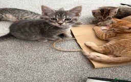 Maine Coon cats for sale: Grey Ragdoll / Mainecoon kitten - Image 2