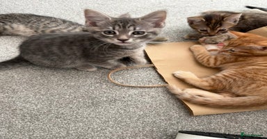 Maine Coon cats - Advert 6