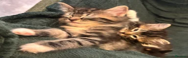  Tabitha 