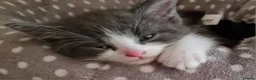 Ragdoll cats for sale: LONGHAIR/ MEDIUM HAIR RAGDOLL CROSS BSH - Advert 12