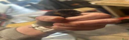Chickens poultry for sale: Silkie Chics Unsexed in High Peak - Advert 2