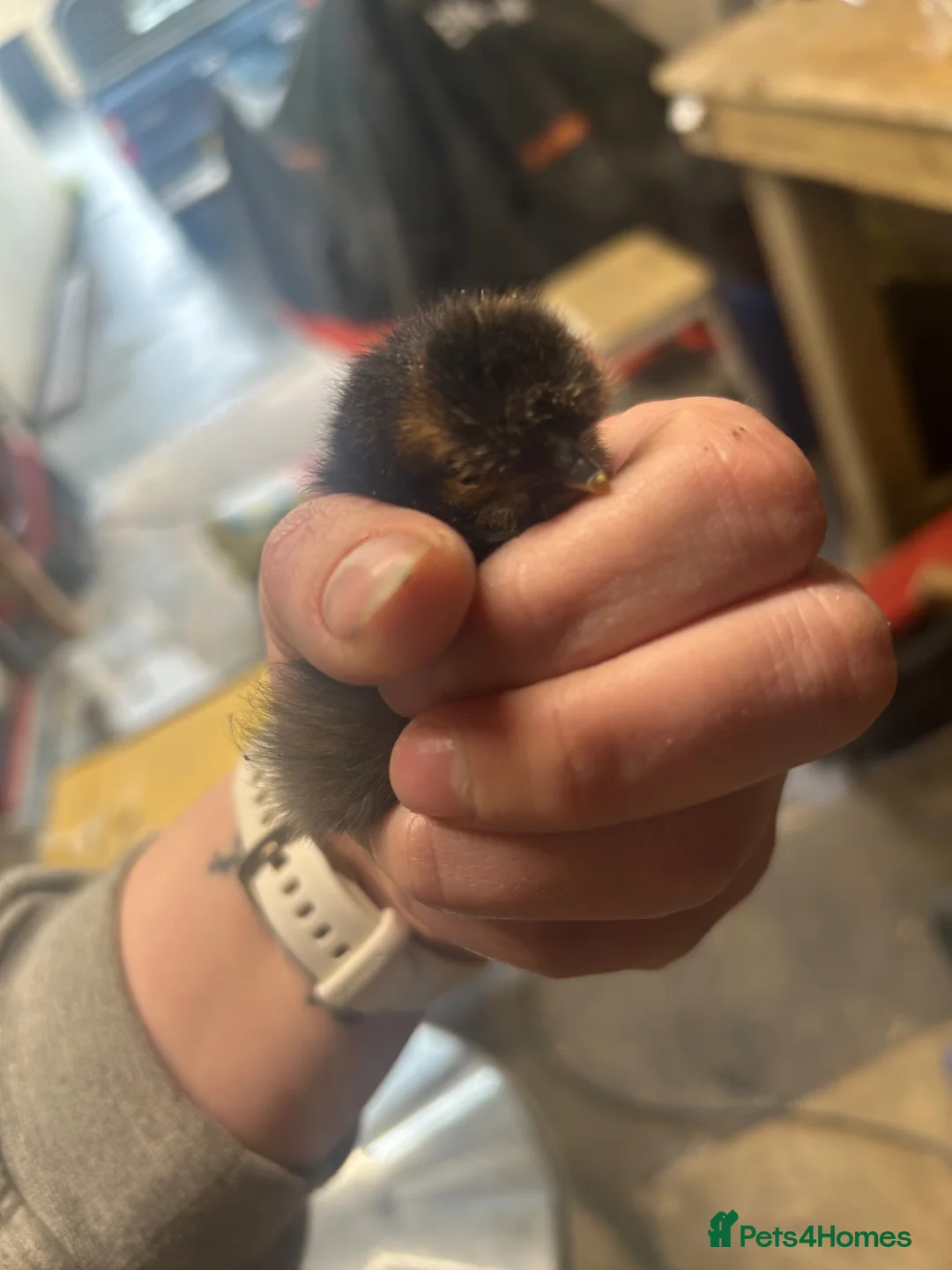 Chickens poultry for sale: Silkie Chics Unsexed in High Peak - Advert 2
