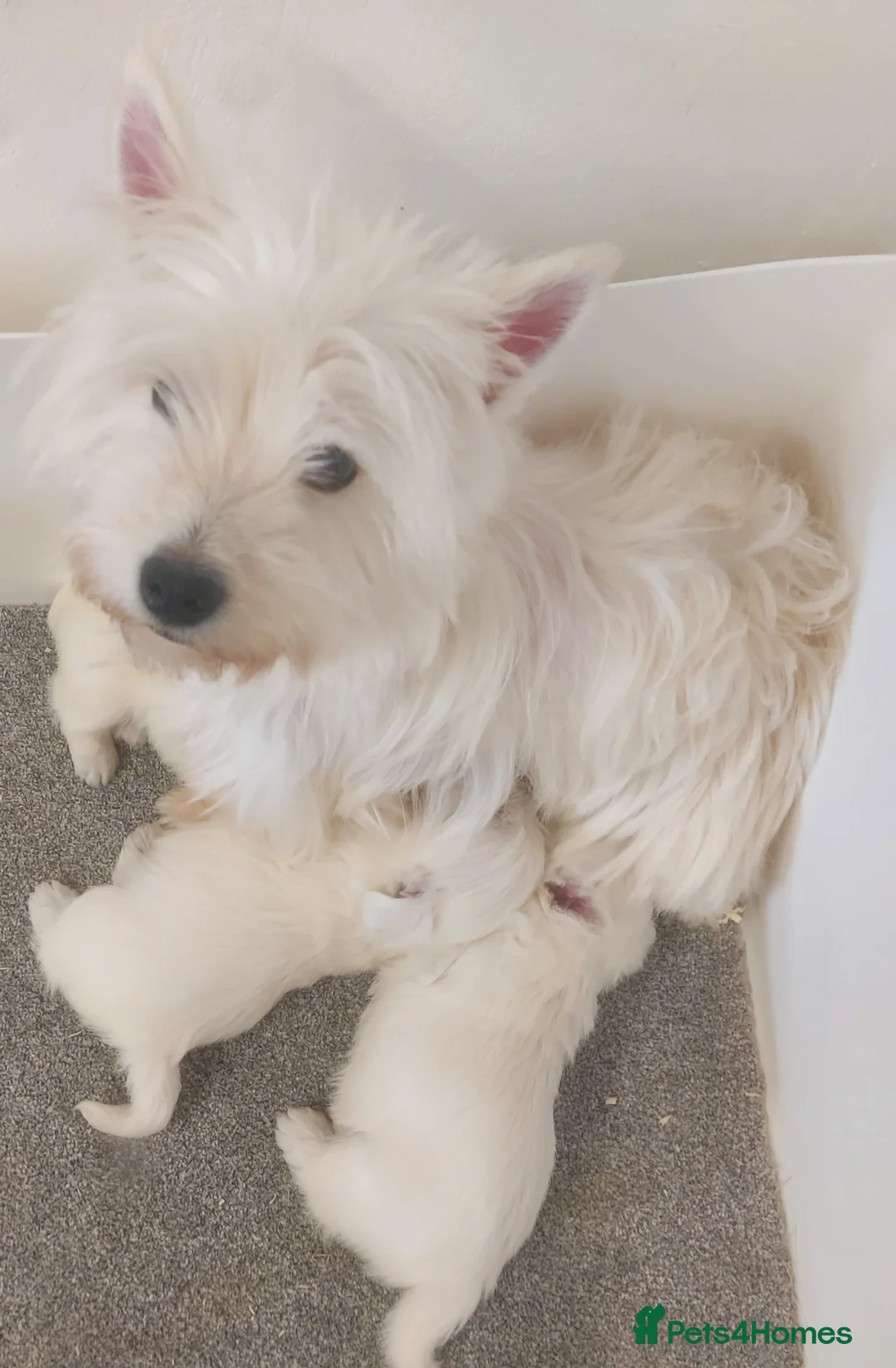 West Highland Terrier dogs for sale: Westie Pups - Advert 3