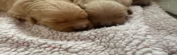Golden Retriever dogs for sale: Dark golden retriever puppies kc reg - Advert 3