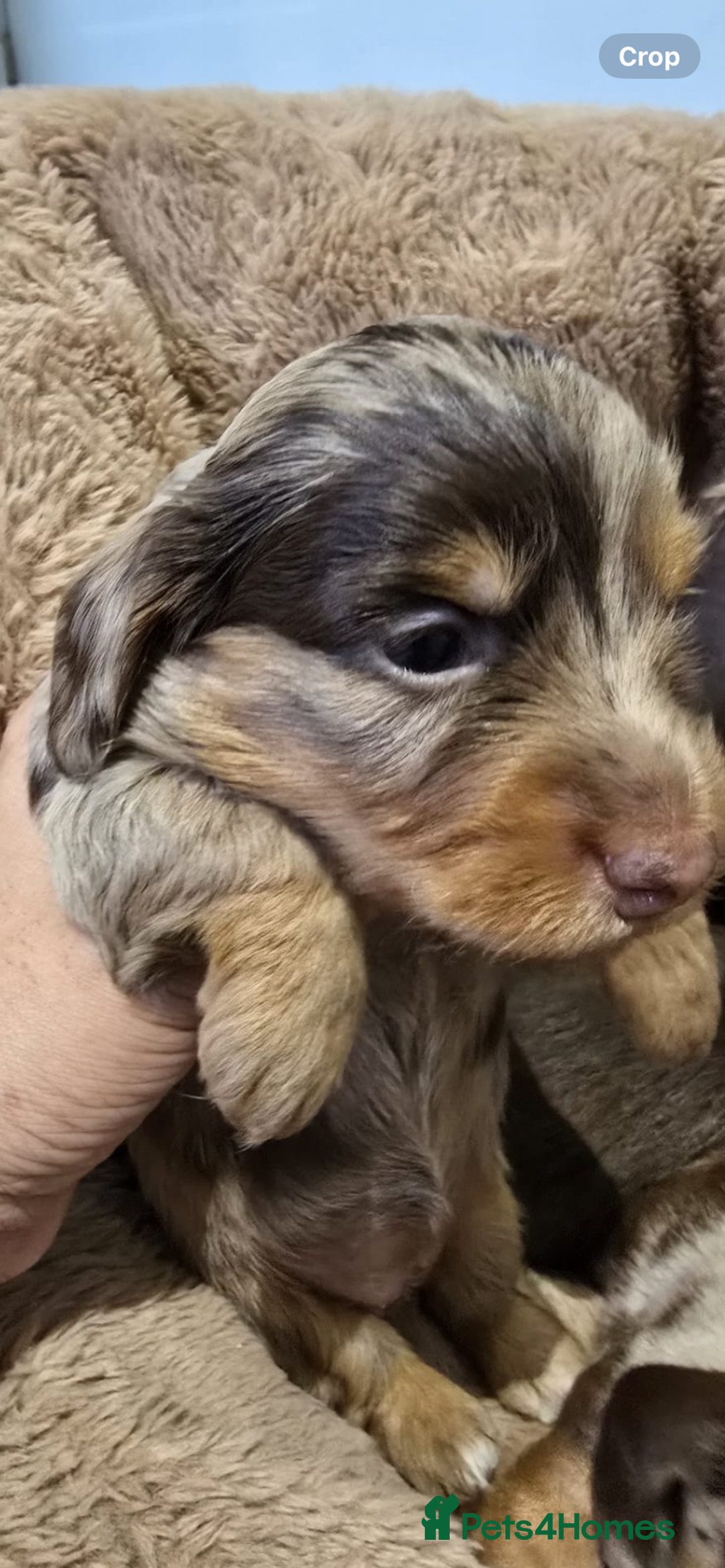Miniature Dachshund dogs for sale: ❤️Longhair and wirehair sausages❤️ - Advert 2