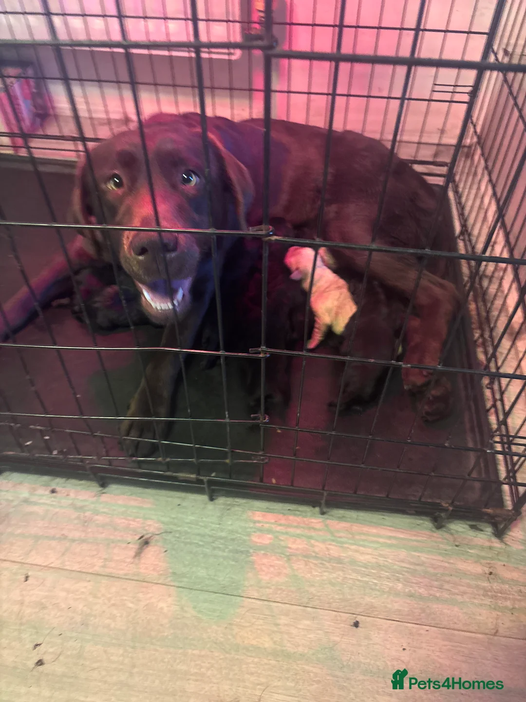 Labrador Retriever dogs for sale: Labrador Retriever Puppies – Family Raised - Advert 1