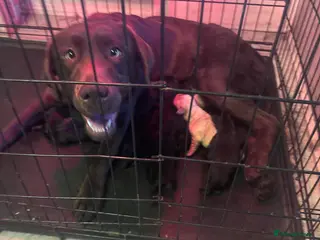 Labrador Retriever dogs Labrador Retriever Puppies – Family Raised - Advert 2