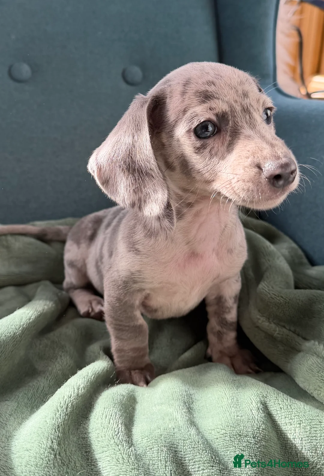 Miniature Dachshund dogs for sale: Miniature dachshund puppies  in Bucknell - Advert 6