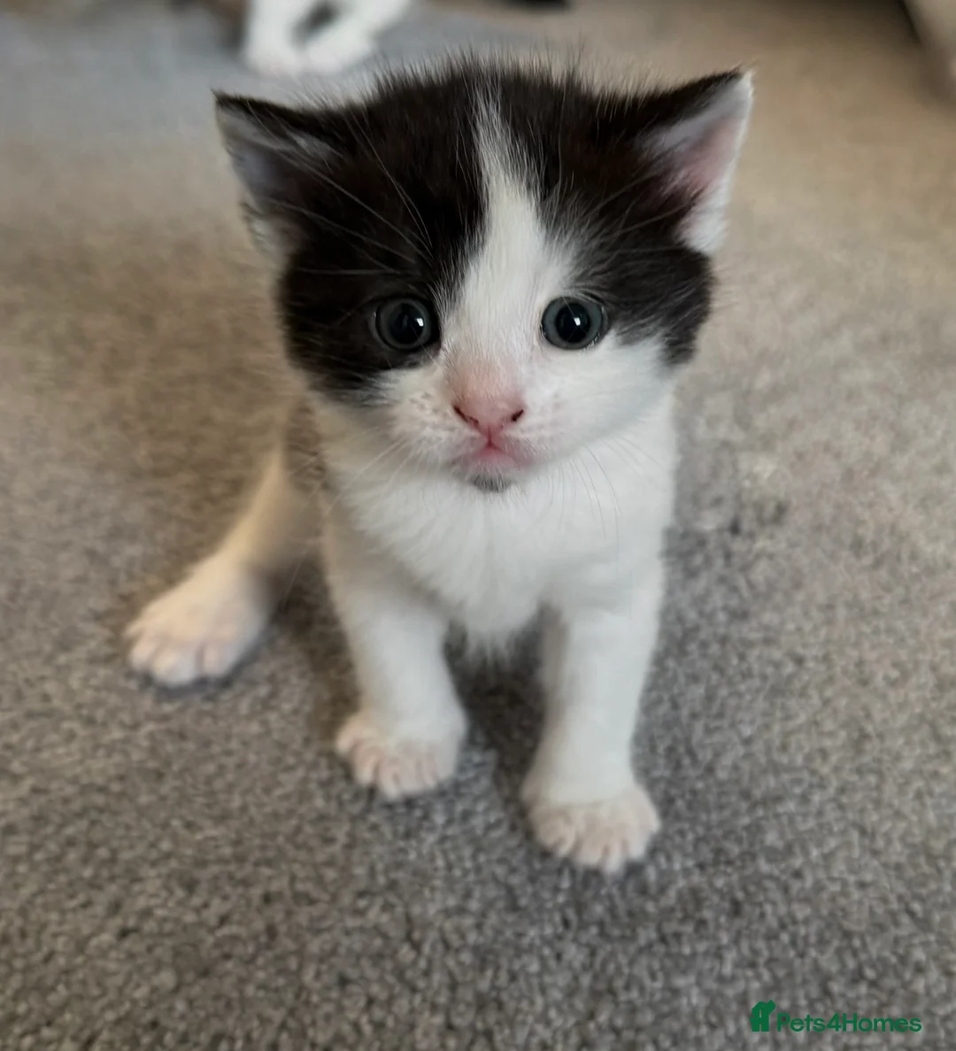 Mixed Breed cats for sale: Fluffy British shorthair/Persian mix kittens  in Benfleet - Advert 10
