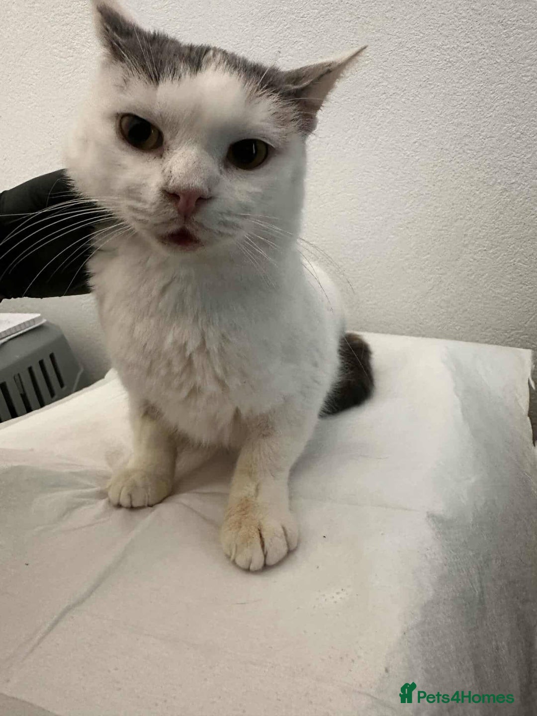 Mixed Breed cats for adoption: Venus for adoption - Advert 2