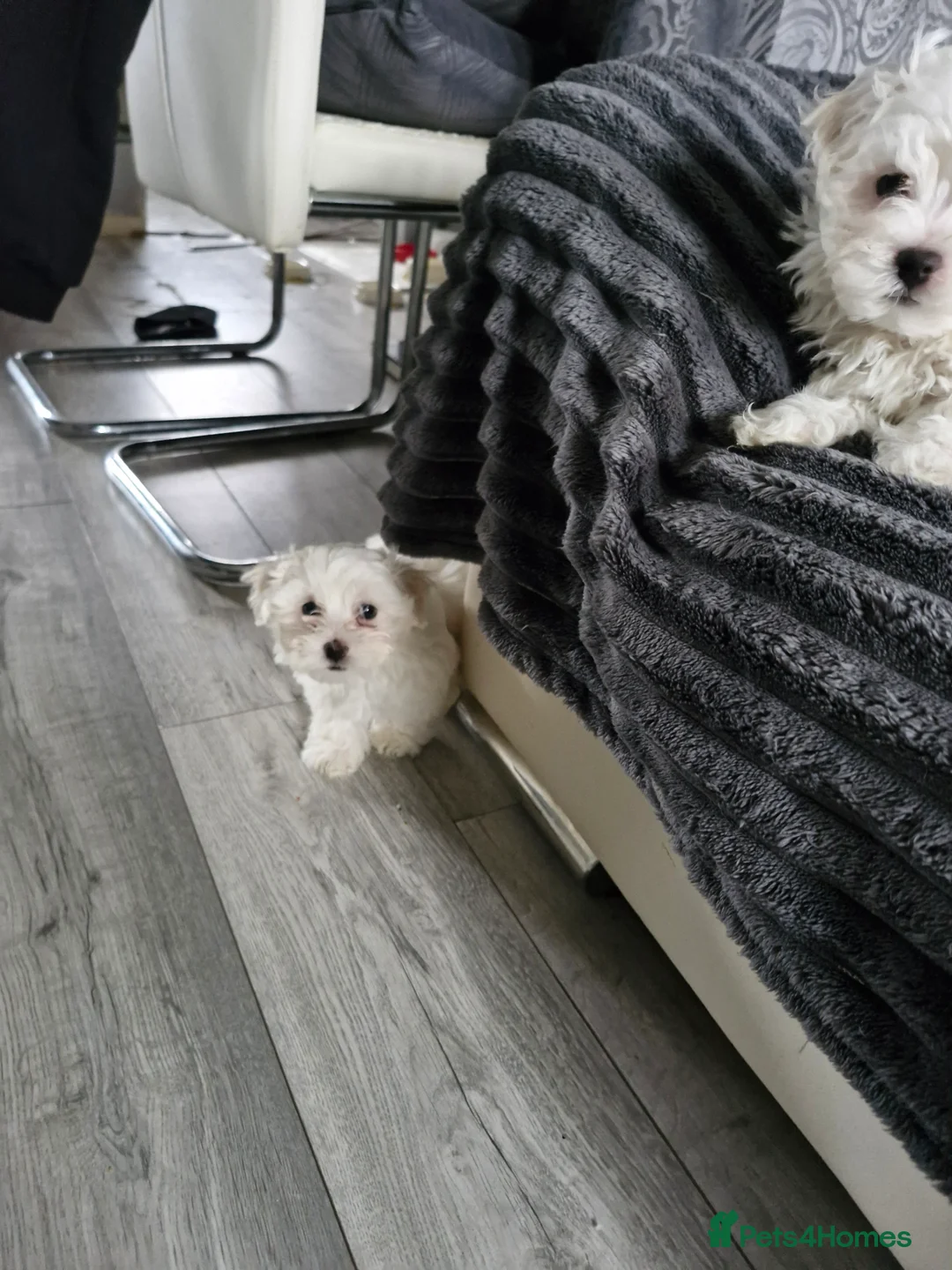 Maltese dogs for sale: Maltese puppies - Advert 3