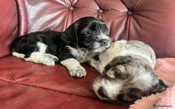 Mixed Breed dogs for sale: Beautiful Cavapoo Puppies  - Image 7