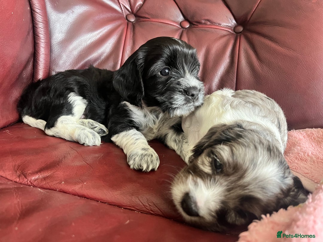 Mixed Breed dogs for sale: Beautiful Cavapoo Puppies  - Image 7