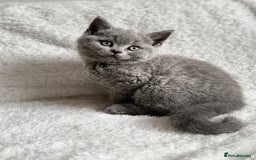 Scottish Fold cats for sale: Scottish fold and straight kittens  - Image 11