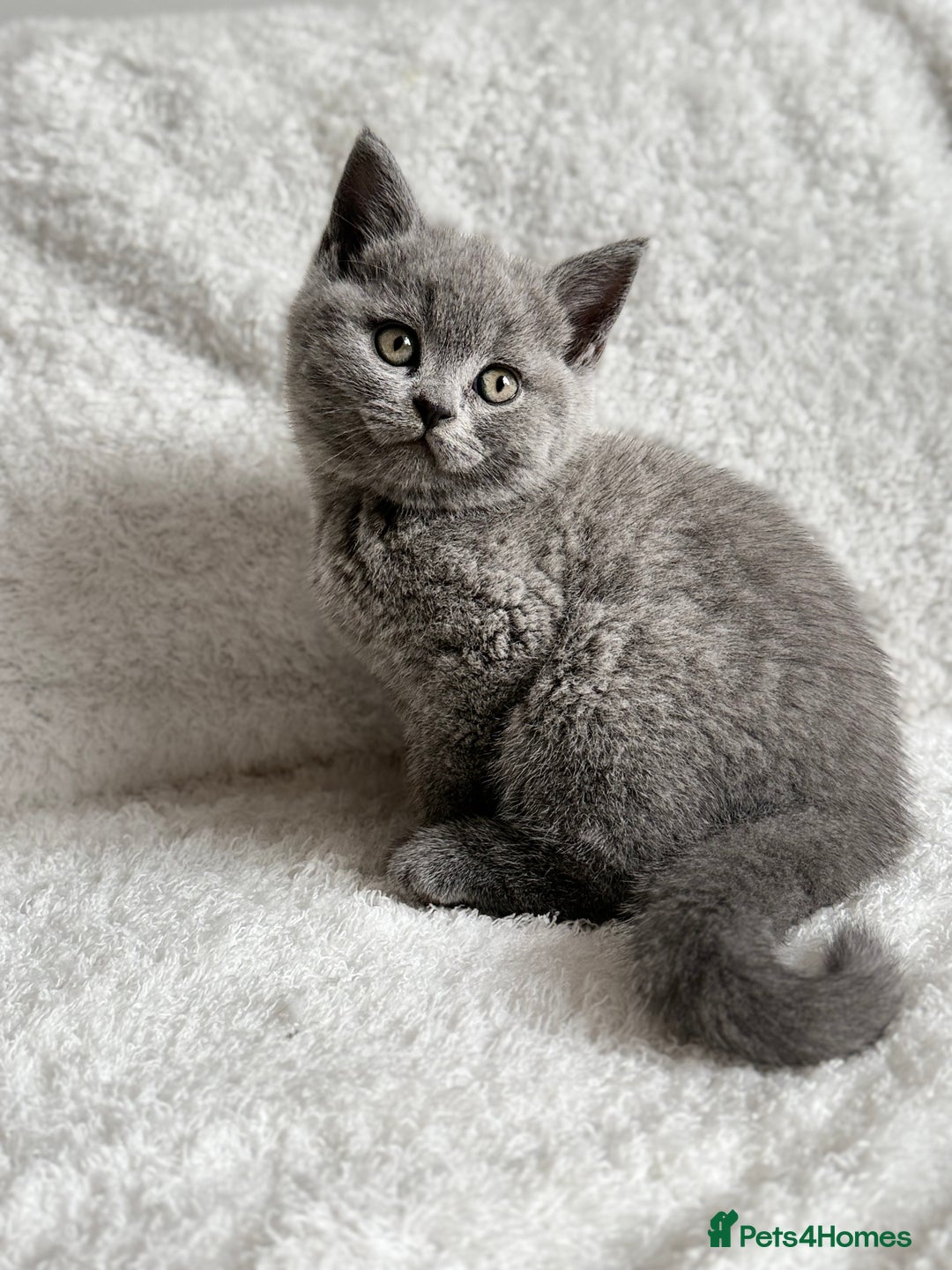 Scottish Fold cats for sale: Scottish fold and straight kittens  - Image 11