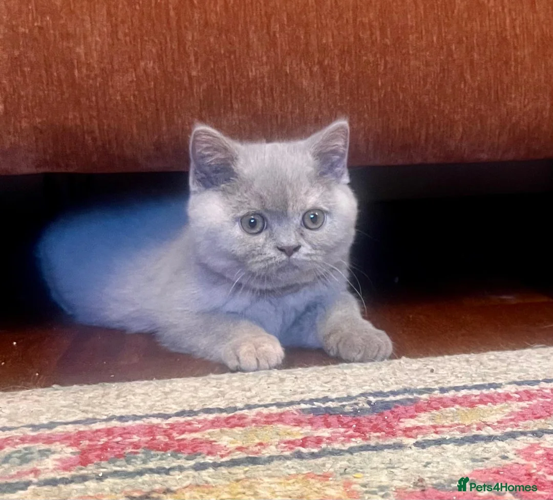 British Shorthair cats for sale: British shorthair females ready to leave soon GCCF - Advert 19