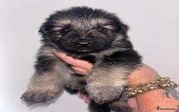 German Shepherd dogs for sale: Beautiful German Shepard puppies - Image 13