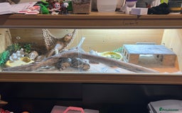 Bearded Dragon reptiles for sale: Bearded dragons for sale  - Advert 1