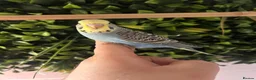 Budgerigars birds for sale: Baby budgies handled by hand  - Advert 7