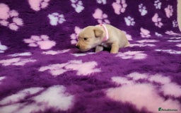 Labrador Retriever dogs for sale: KC registered yellow/black labrador puppies  - Image 5