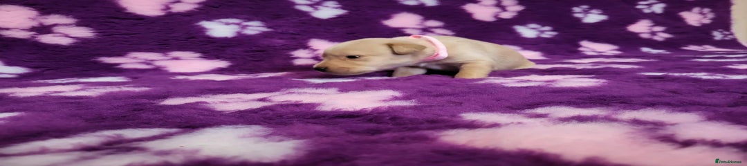 Labrador Retriever Puppy 7