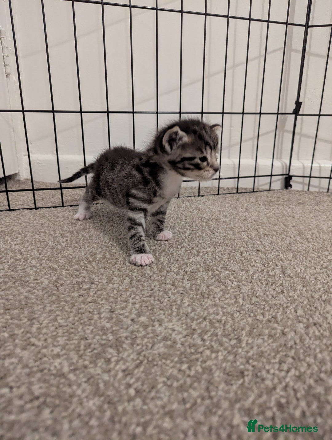Ojos Azules cats for sale: beautiful Male Kitten - Image 2