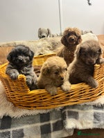 Pomapoo dogs - Advert 9