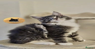 Maine Coon cats - Advert 3