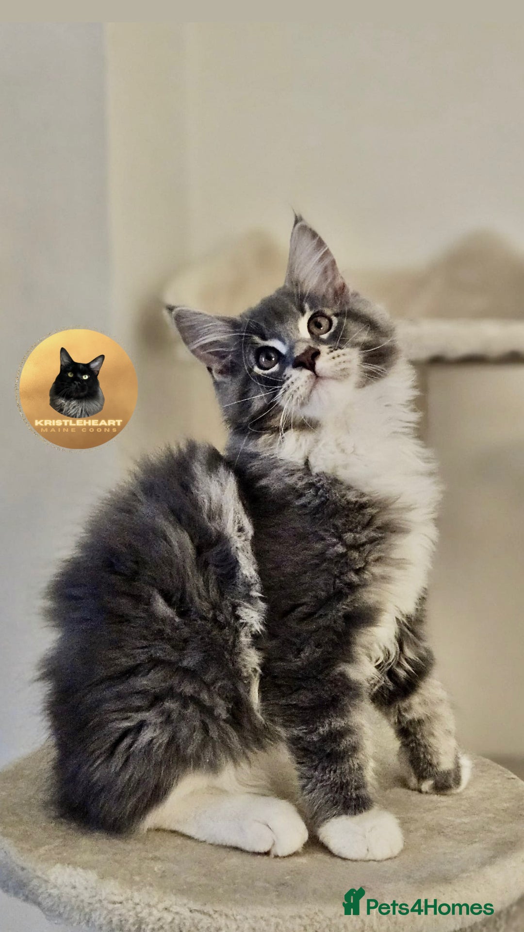 Maine Coon cats for sale: READY NOW~ 1 loving boy left  - Image 8