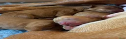 Hungarian Vizsla dogs for sale: KC reg vizzla puppy  - Advert 3