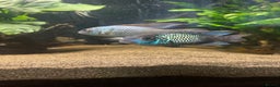 Cichlids fish for sale: Electric blue acara - Advert 1