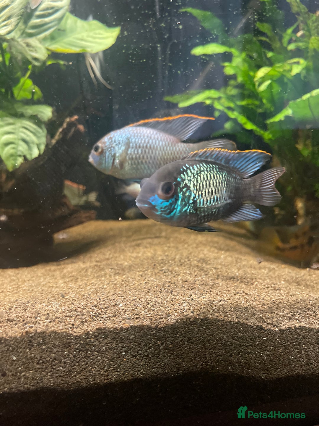 Cichlids fish for sale: Electric blue acara - Advert 1